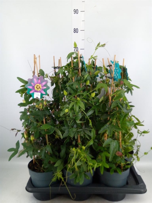 <h4>Passiflora   ...</h4>