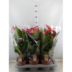 Anthurium andr. 'Tremendo'