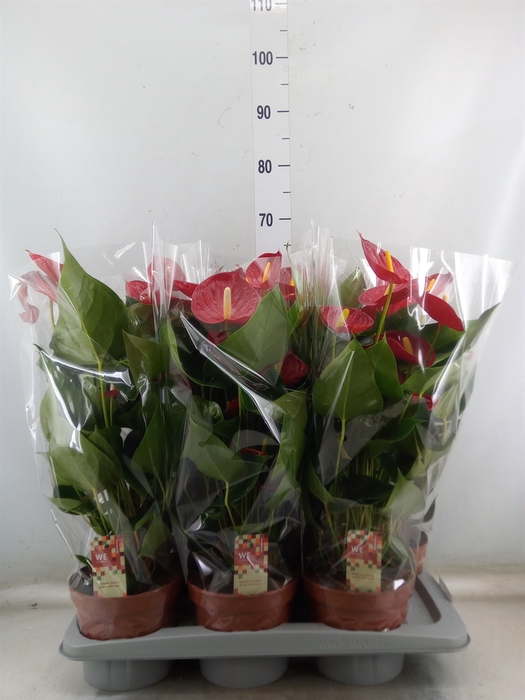 <h4>Anthurium andr. 'Tremendo'</h4>