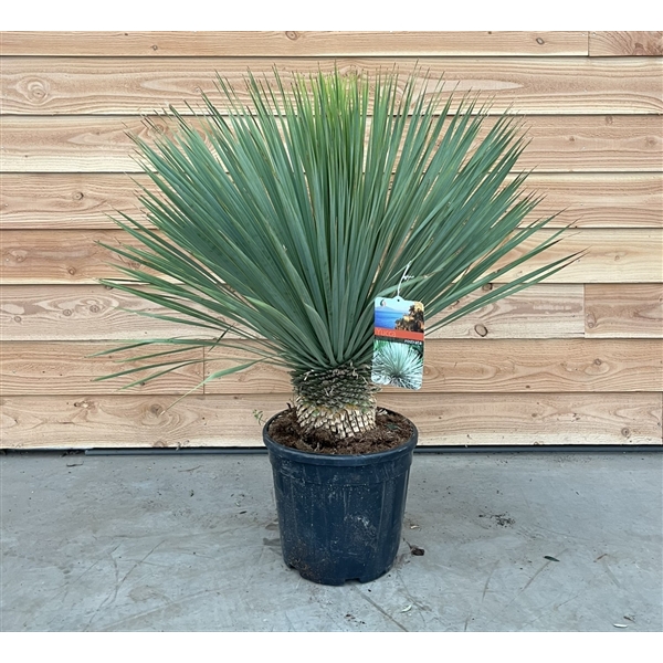 <h4>Yucca rostrata</h4>