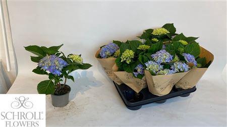 <h4>Hydr M Ovb 3+</h4>