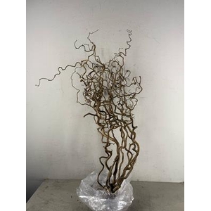 Corylus (2-jarig)