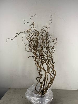 Corylus (2-jarig)