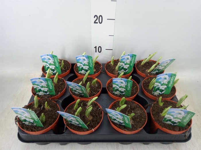 <h4>Galanthus nivalis   ...in pot</h4>