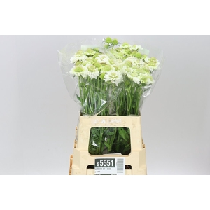 Scabiosa Atr F Scoop Whit