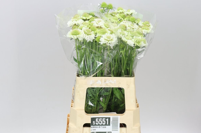 <h4>Scabiosa Atr F Scoop Whit</h4>