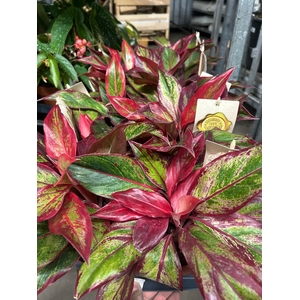 AGLAONEMA CRETE FLAME
