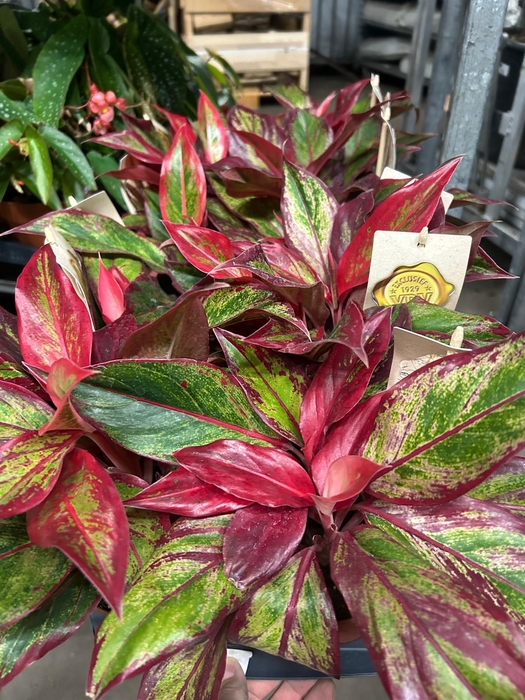 <h4>AGLAONEMA CRETE FLAME</h4>