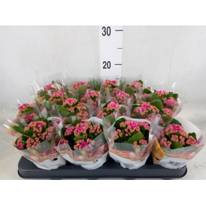 Kalanchoe blos. 'RosDon Victorio'