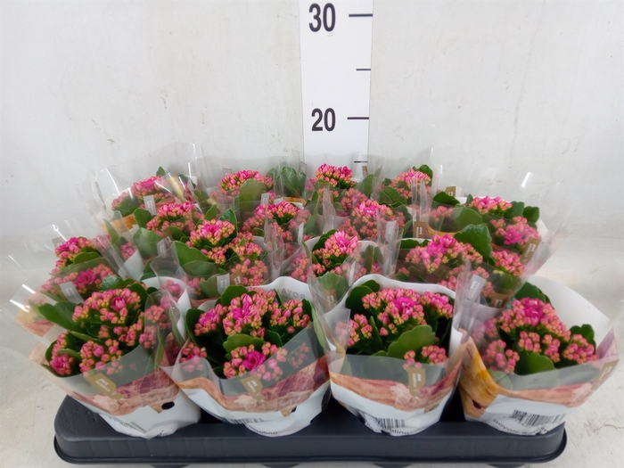 <h4>Kalanchoe blos. 'RosDon Victorio'</h4>