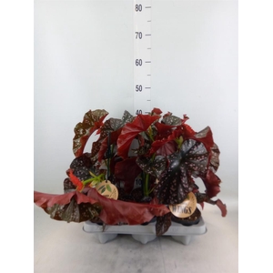 Begonia maculata
