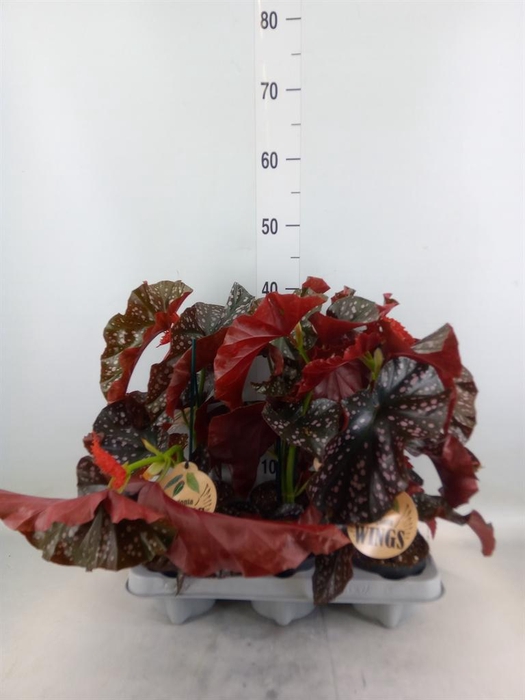<h4>Begonia maculata</h4>