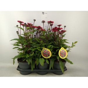 Echinacea  'SunSeekers Red'