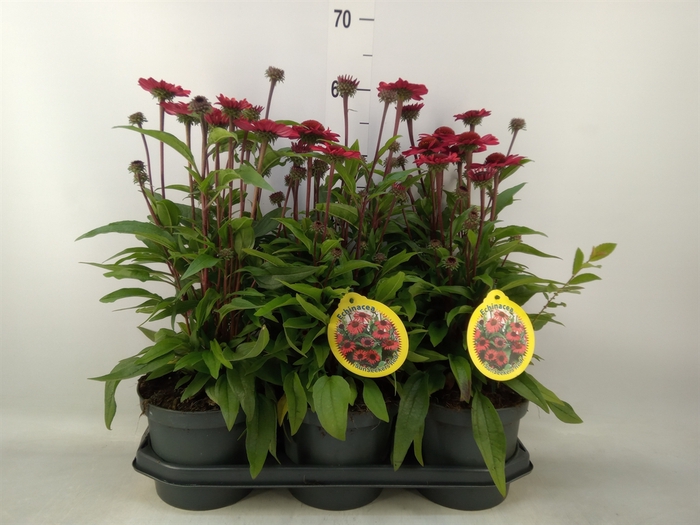 <h4>Echinacea  'SunSeekers Red'</h4>