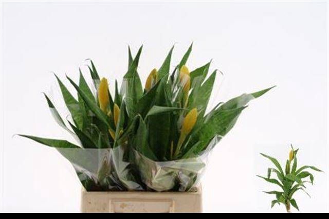 <h4>BROMELIABLOEM</h4>