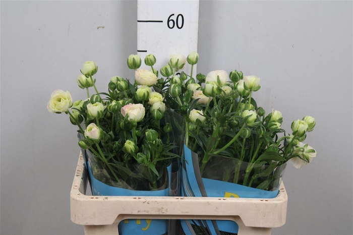 <h4>Ran Butterfly Ariadne</h4>