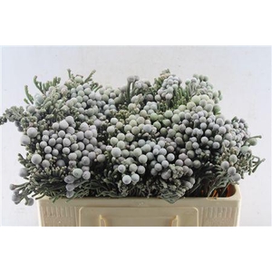 Kaaps Silver Brunia Xl
