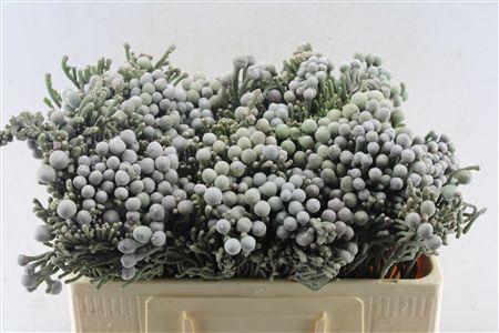 <h4>Kaaps Silver Brunia Xl</h4>