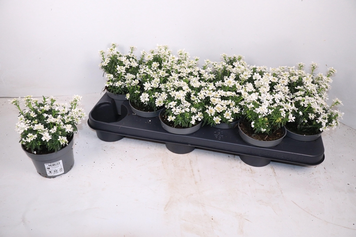 <h4>IBER SEMPERVIRENS</h4>