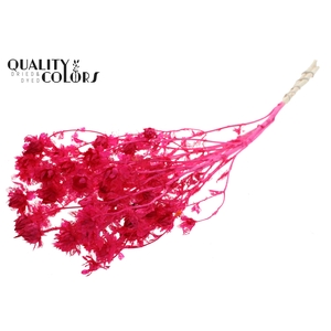 Carthamus per bunch Intense Cerise