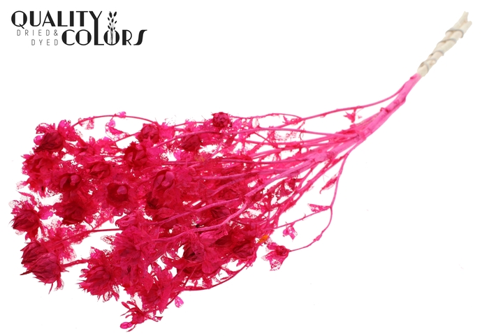 <h4>Carthamus per bunch Intense Cerise</h4>