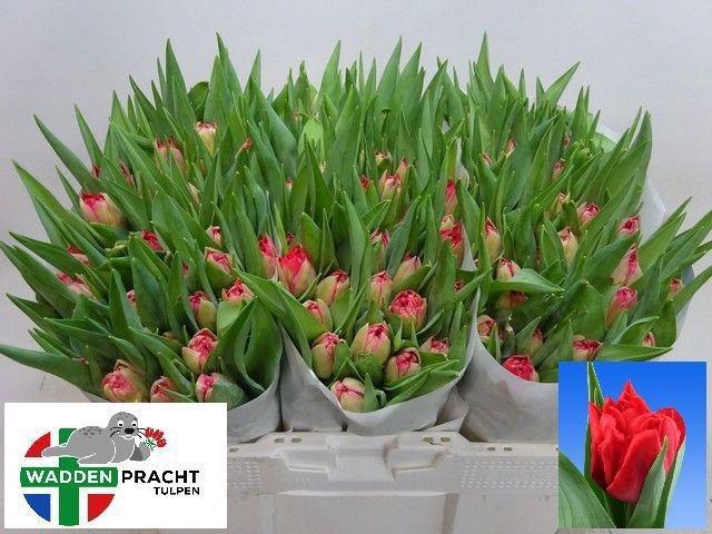 <h4>TU DU DOUBLE TWIST</h4>