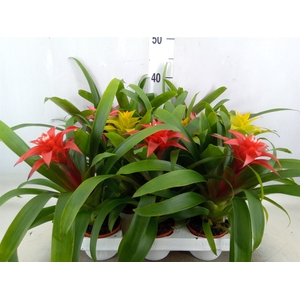 Guzmania   ...mix