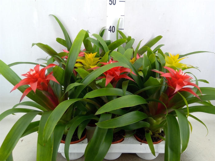<h4>Guzmania   ...mix</h4>