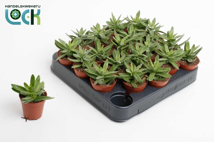 <h4>Crassula Falcata</h4>