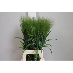Triticum Aestivum