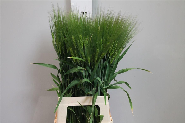 <h4>Triticum Aestivum</h4>