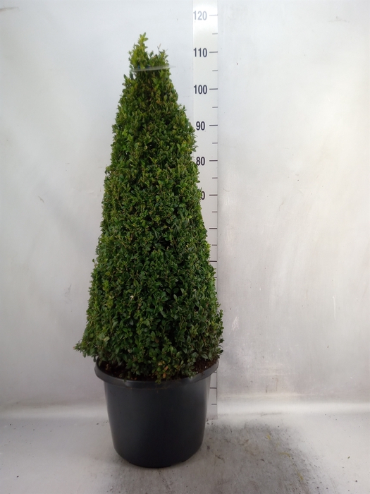 <h4>Buxus semp.   ...</h4>