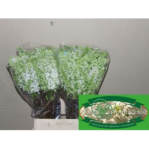 Syr V Mme Fl Stepman