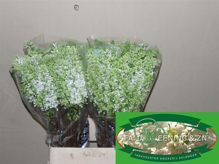 <h4>Syr V Mme Fl Stepman</h4>