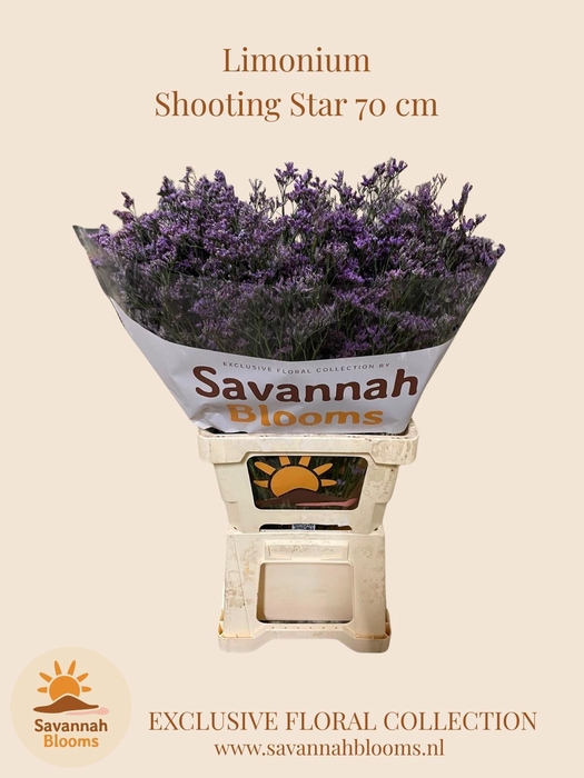<h4>LIM SHOOTING STAR</h4>