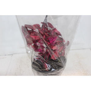 IRESINE HERBSTII C21