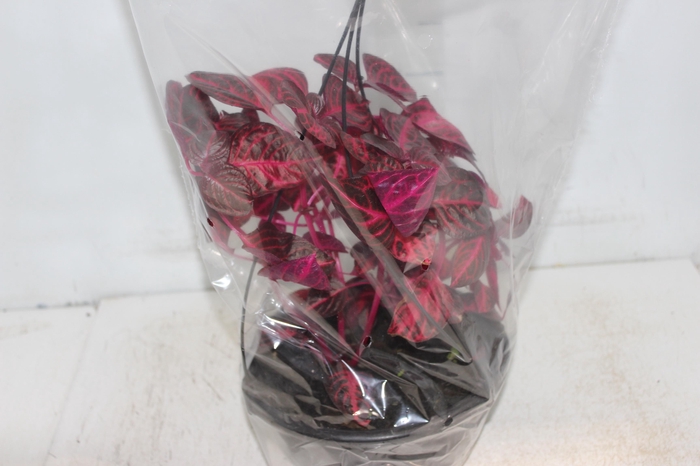 <h4>IRESINE HERBSTII C21</h4>