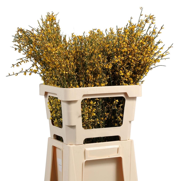 <h4>Ginster Geverfd</h4>