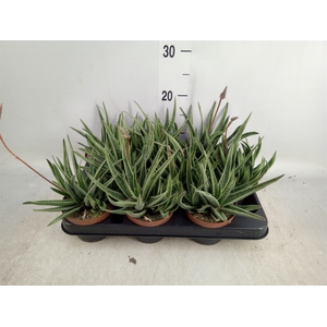 Gasteria