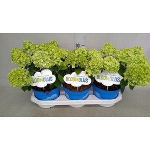 Hydrangea pan. 'Bloomulus' ..mixtro