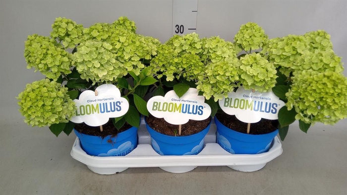 <h4>Hydrangea pan. 'Bloomulus' ..mixtro</h4>
