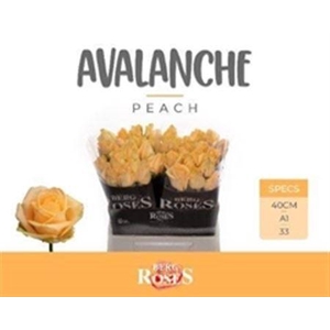 R Gr Avalanche Peach