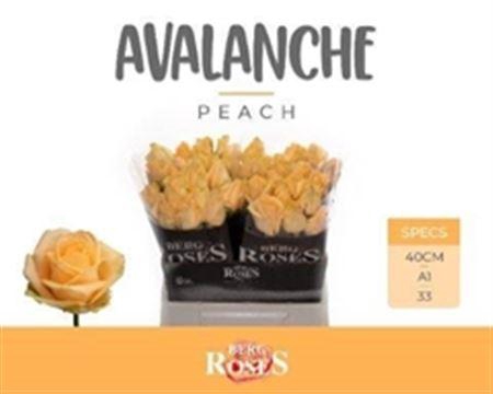 <h4>R Gr Avalanche Peach</h4>