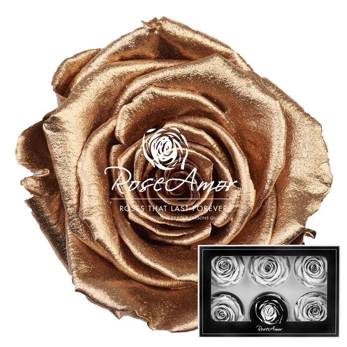 Lplus Metallic Gold Whi04