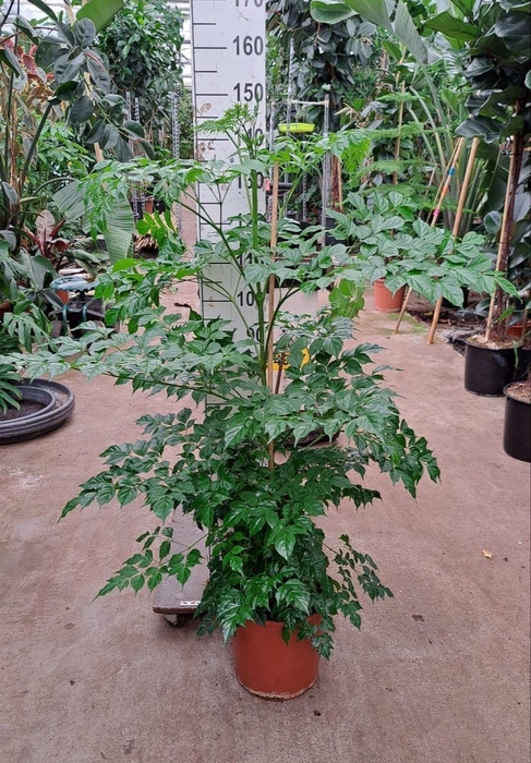 <h4>Radermachera sinica</h4>