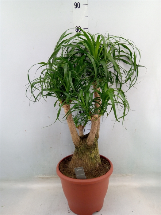 <h4>Beaucarnea recurvata</h4>