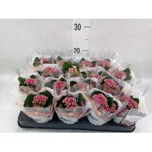 Kalanchoe blos. 'RosDon Alano'