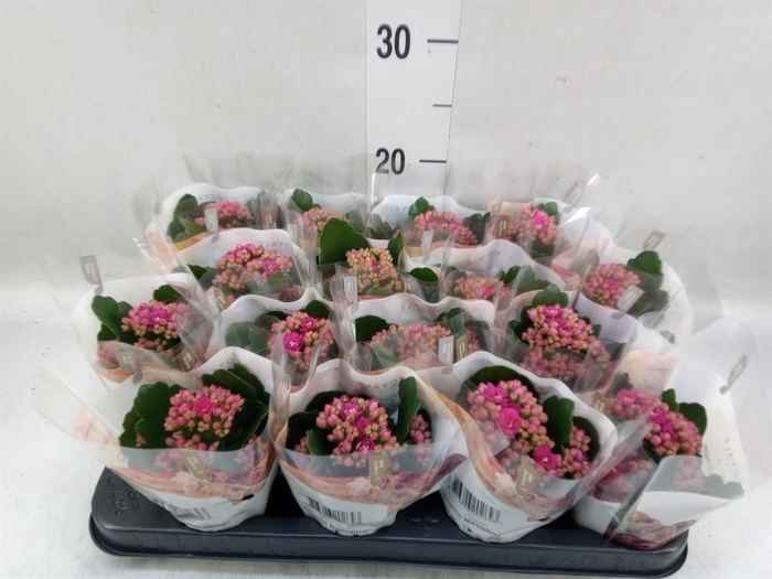 <h4>Kalanchoe blos. 'RosDon Alano'</h4>