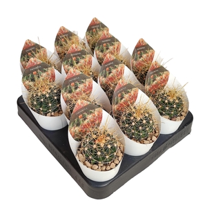 Ferocactus Hamatacanthus Potcover