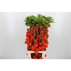 Physalis Overig